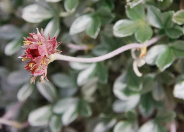 Olympus Mytikas Kakoskala3 768x552